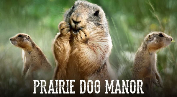 Prairie Dog Manor