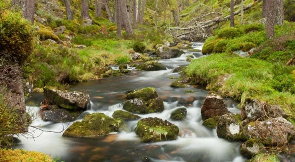 Riverwoods – Schottlands wilde Flüsse