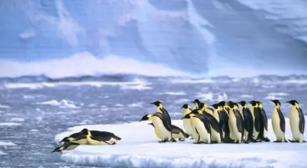 Tierische Superhelden