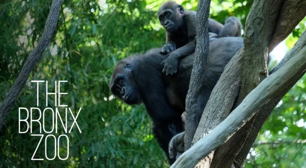 The Bronx Zoo