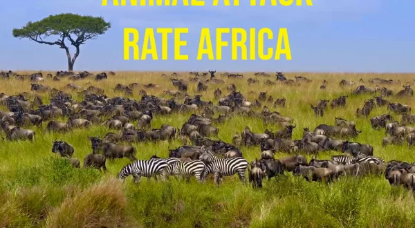 Animal Attack Rate