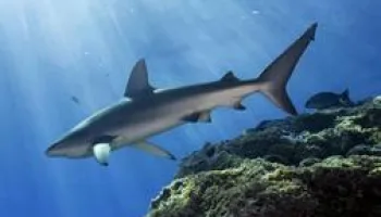 L'oasis aux requins