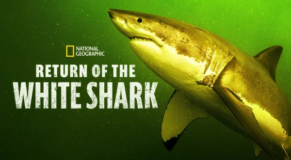 Return of the White Shark