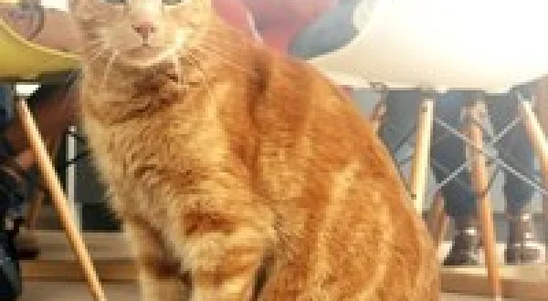The Secret Life of Our Pets