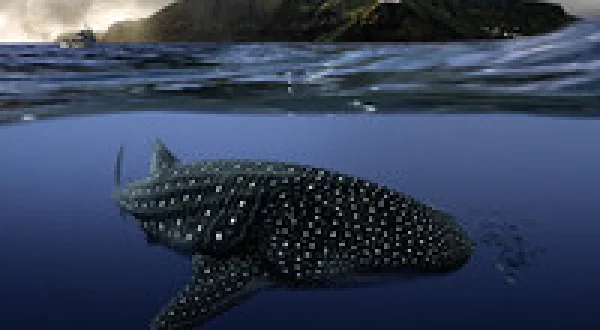 The Island of Giants