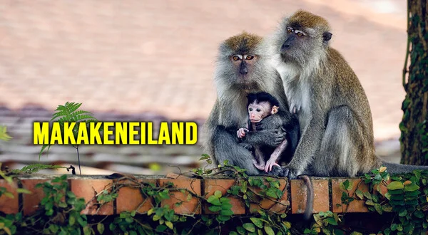 Makakeneiland