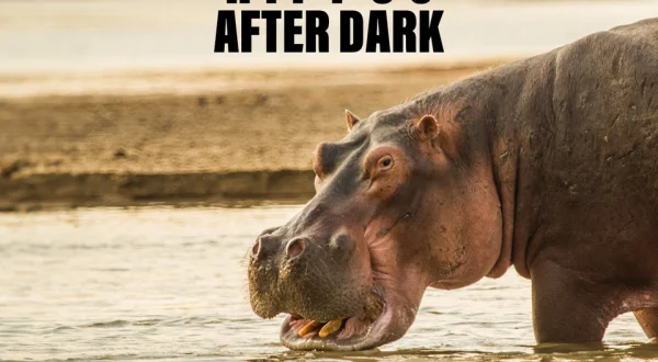 Hippos After Dark