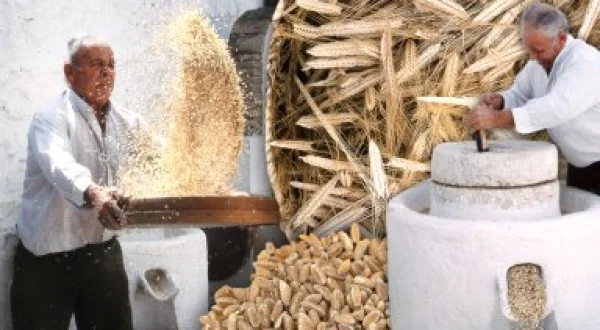 La escaña: el trigo más antiguo. Molienda del grano en molino de piedra y artesanía con este cereal