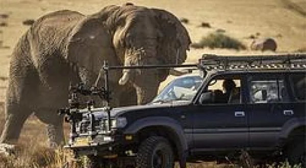 Secrets Of The Elephants