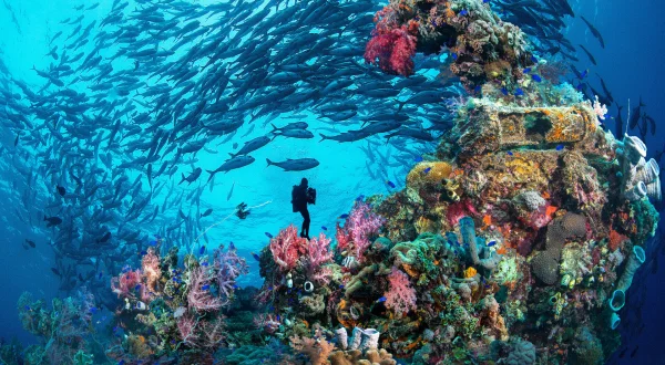 Truk Lagoon : le grand cimetière sous la mer