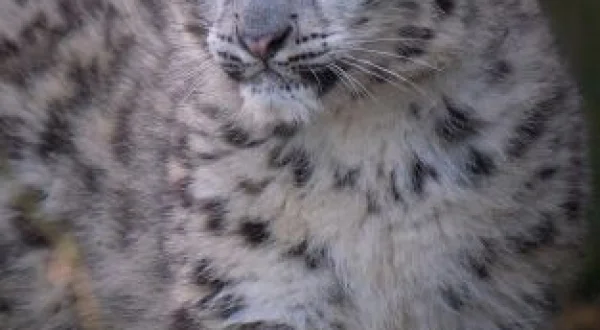 One Zoo Three: Madrazas