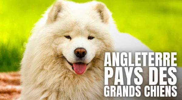 Angleterre, pays des grands chiens