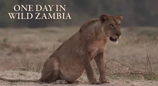 One Day In Wild Zambia