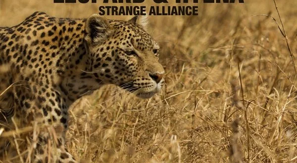 Leopard & Hyena: Strange Alliance