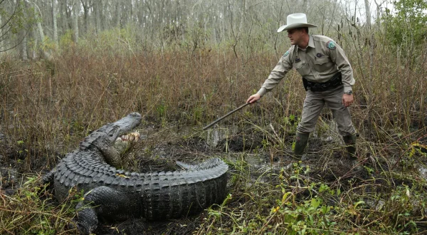 Gator Vs. Dog