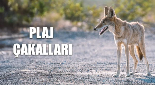 Plaj Çakalları