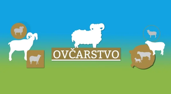 Ovčarstvo