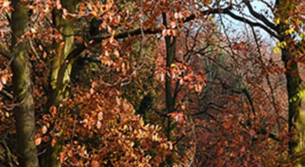 Herfstbeelden