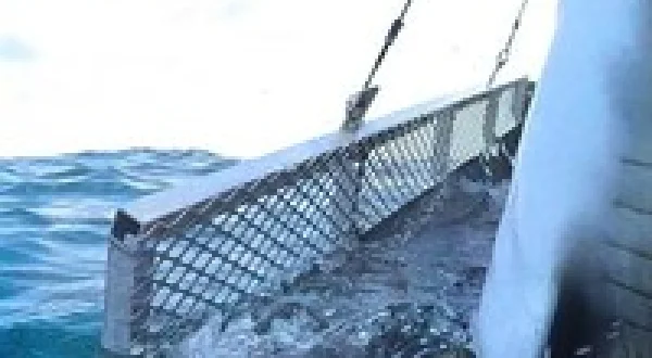 Shark Attack Files