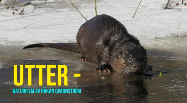 Utter - Naturfilm av Håkan Qvarnström