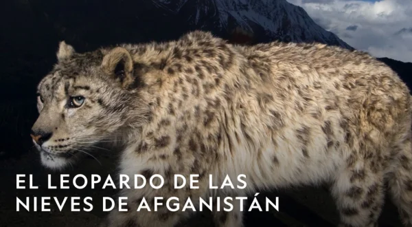 El leopardo de las nieves de Afganistán