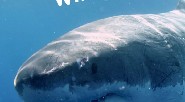 Grote blauwe wildernis
