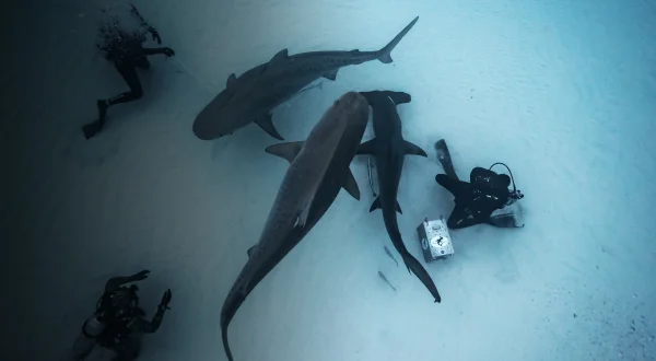Isle Of Jaws: Blood Brothers