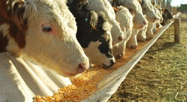 A corral