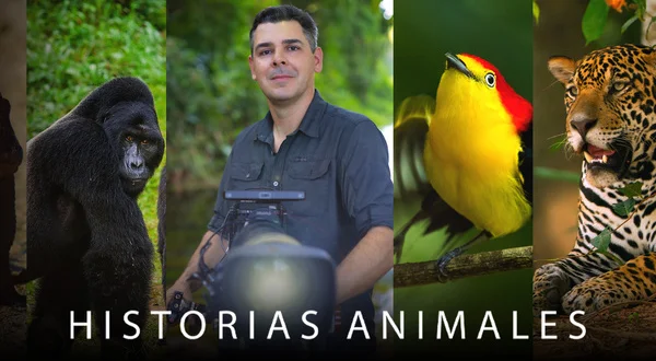 Historias animales
