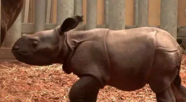 Beauval, au plus près des animaux