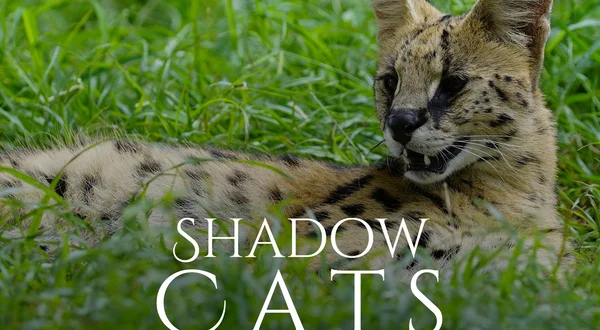 Shadow Cats