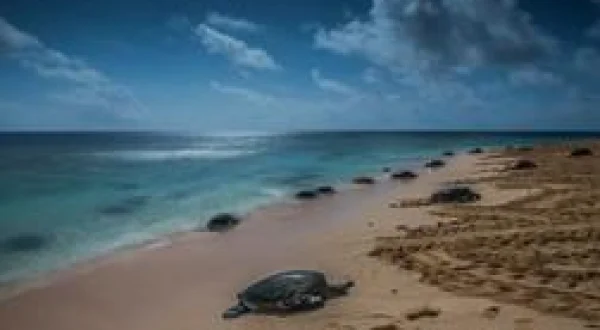 Un año salvaje en la tierra