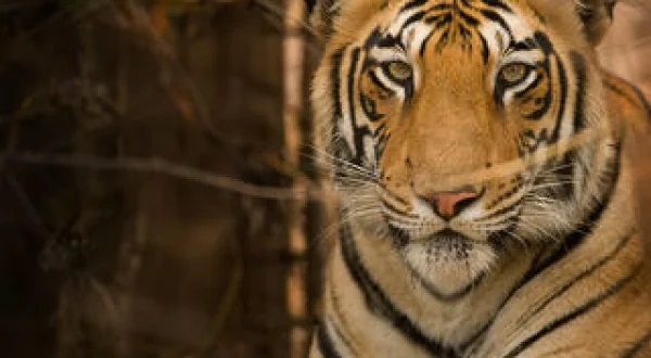 Into The Wild: India
