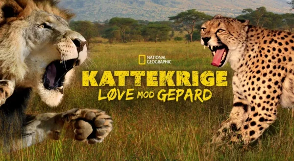Kattekriger: Løve mot gepard