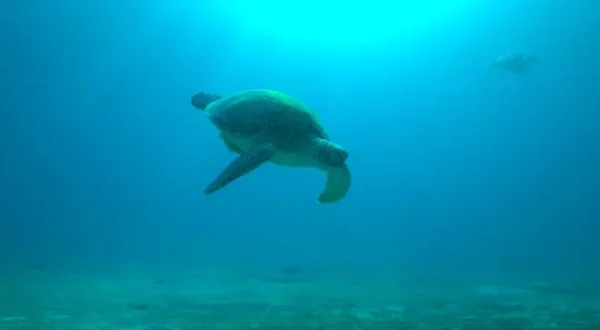 Le meraviglie dell'Oceano