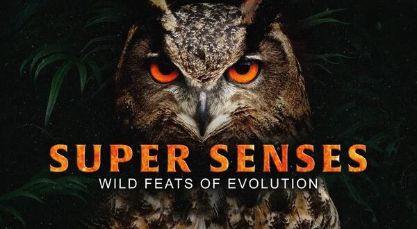 Super Senses: Wild Feats of Evolution