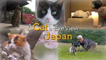 A Cat's-Eye View of Japan