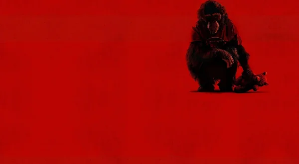 Primate