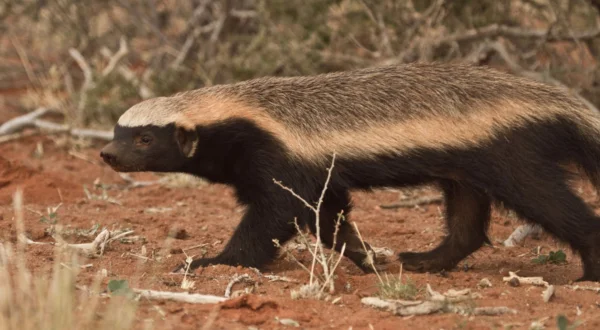 Incredible Honey Badger, The