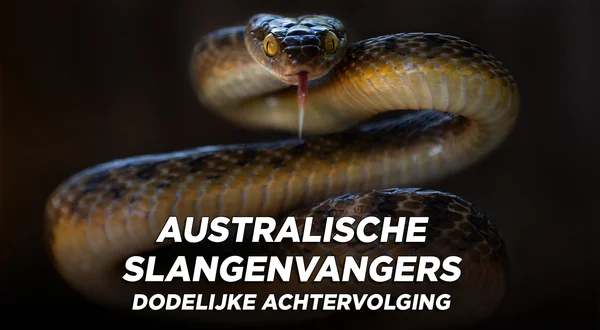 Australische slangenvangers: dodelijke achtervolging