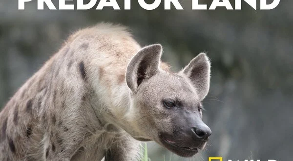 Predator Land