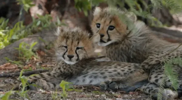 Wild Jobs: Namibia