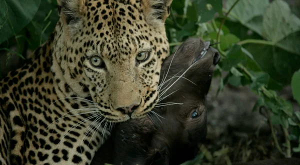 Oko leoparda
