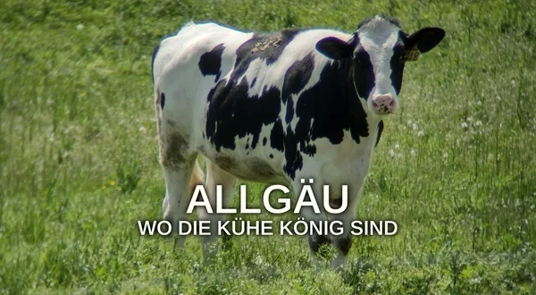 Allgäu - Wo die Kühe König sind