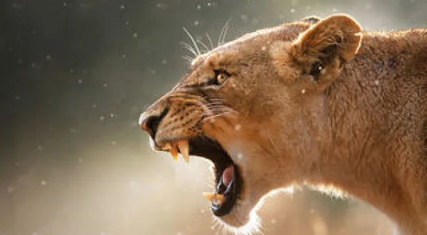 Predatori E Prede L'eterna Sfida