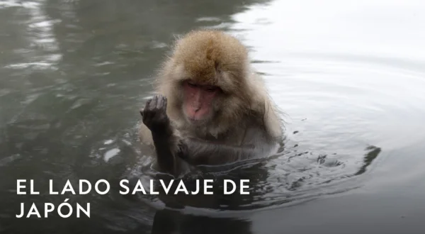El lado salvaje de Japón