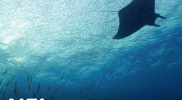 Nel selvaggio blu