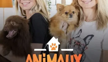 Animaux à adopter : nouvelle famille pour une nouvelle vie