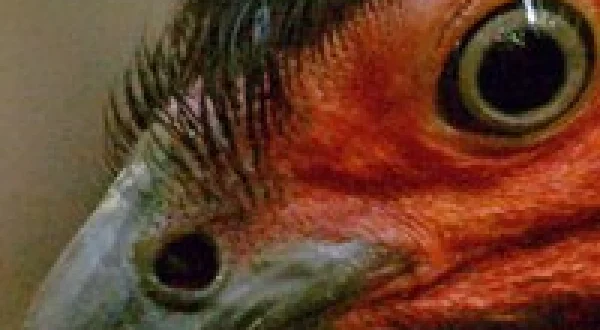 Wild Birds of Australia