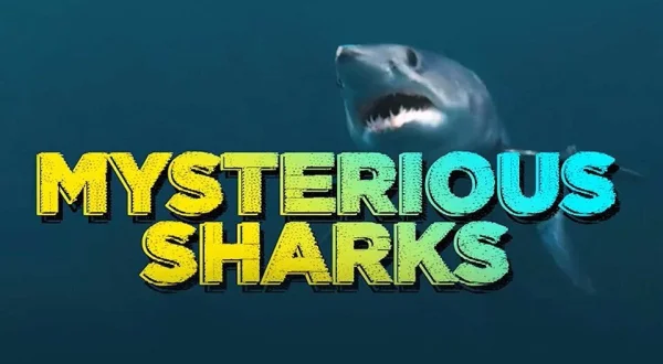 Mysterious Sharks